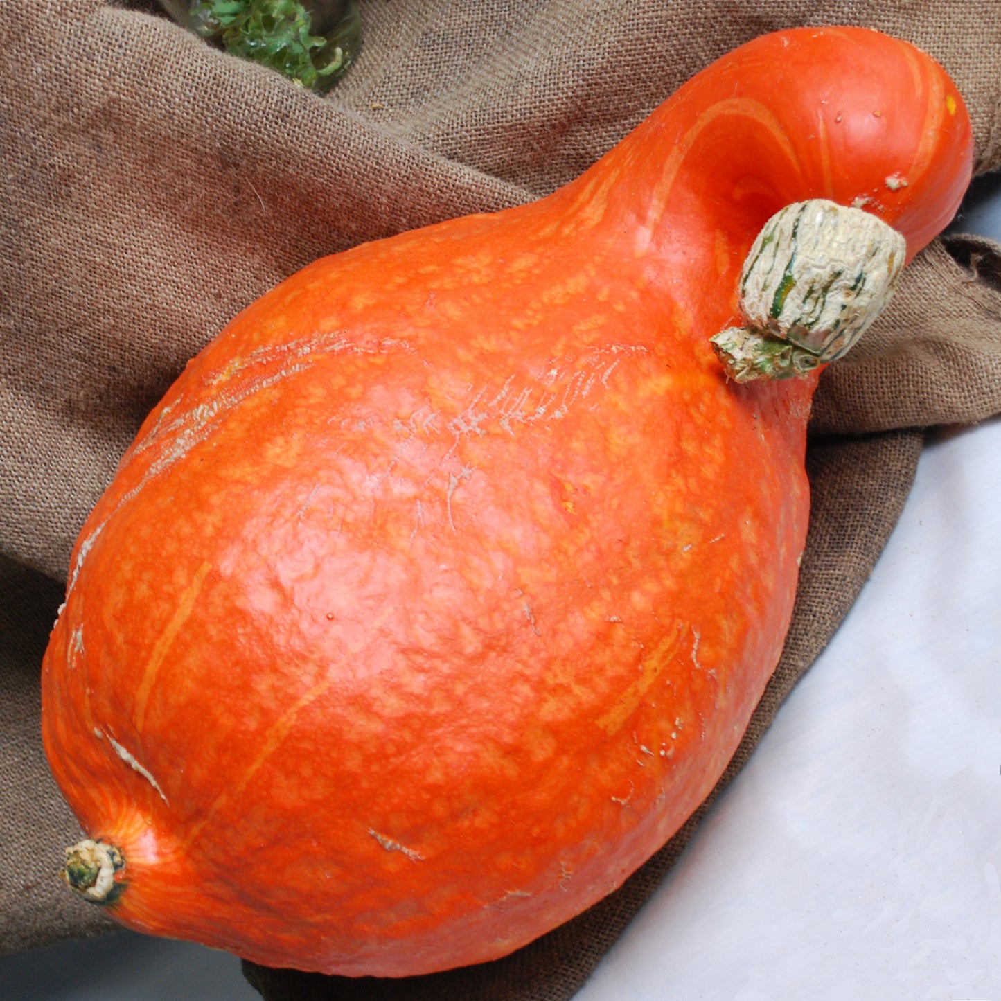 Squash Boston Marrow Seeds