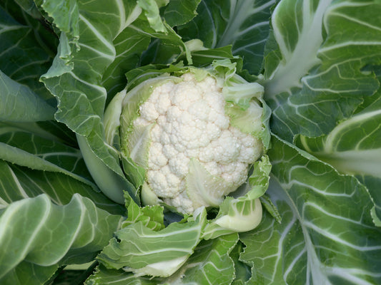 Cauliflower Newlyn  Seeds