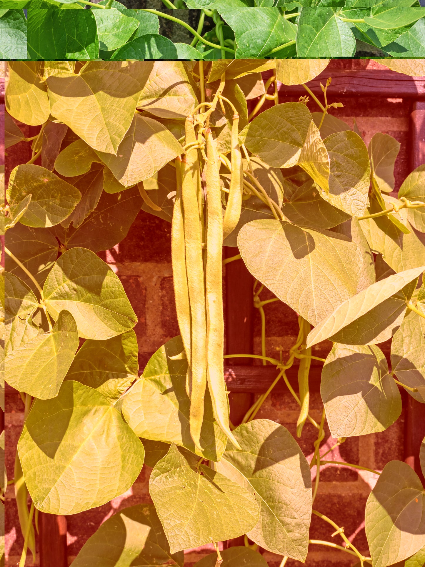 Runner Bean Celebration Seed