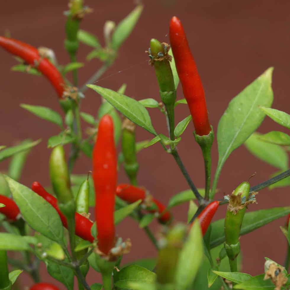 Chilli Pepper Demon Red Seeds - Extremely Hot Compact Variety (173,000 SHU)