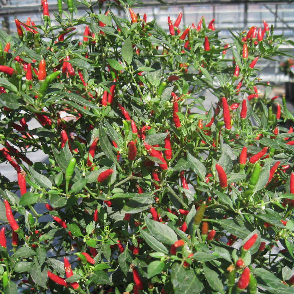 Chilli Pepper Demon Red Seeds - Extremely Hot Compact Variety (173,000 SHU)