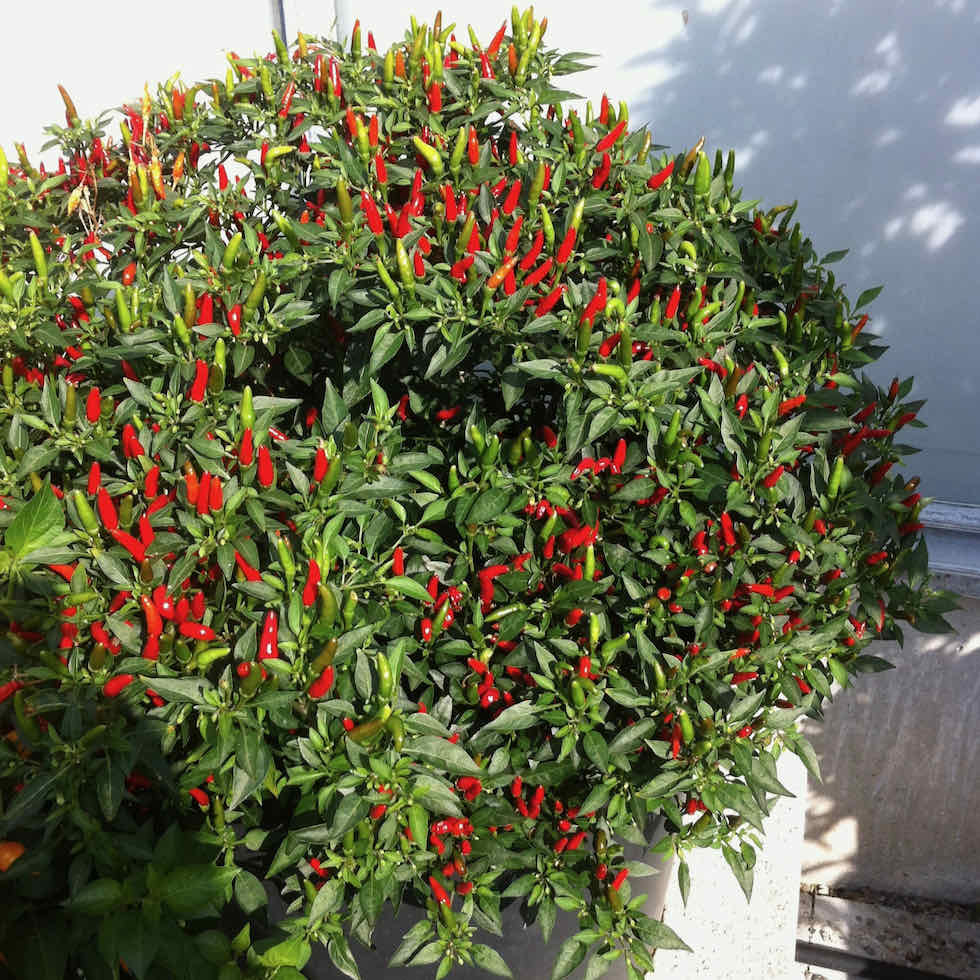 Chilli Pepper Demon Red Seeds - Extremely Hot Compact Variety (173,000 SHU)