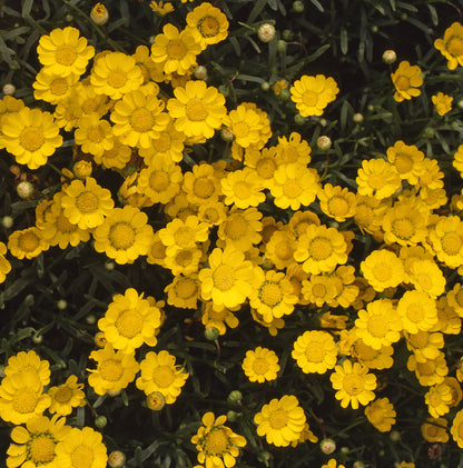 Chrysanthemum multicaule Golden Plate Seeds – Compact Yellow Flower