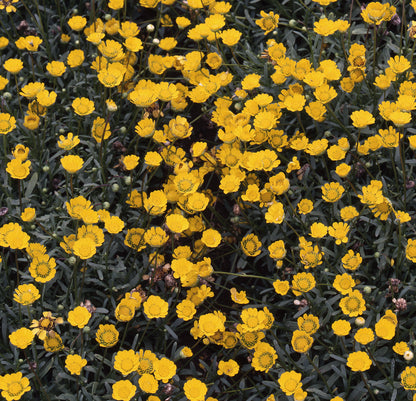 Chrysanthemum multicaule Golden Plate Seeds – Compact Yellow Flower