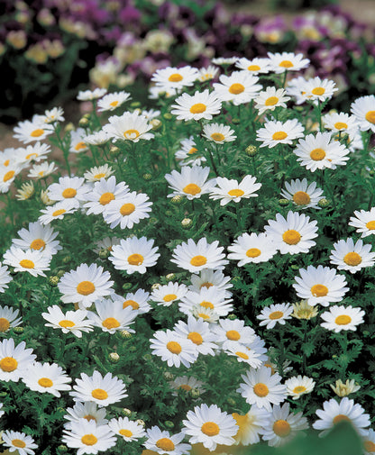 Chrysanthemum Snowland Seeds – Dwarf White Summer Flower