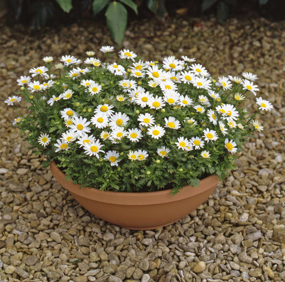 Chrysanthemum Snowland Seeds – Dwarf White Summer Flower