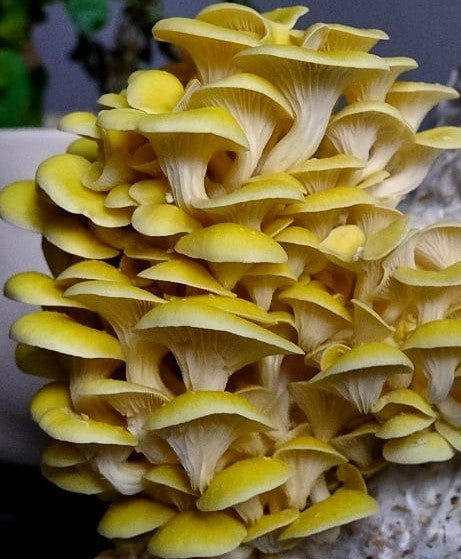 Mushroom - Golden Oyster Growing Kit