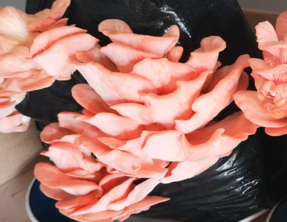 Mushroom Growing Kit Pink Oyster Gift Option