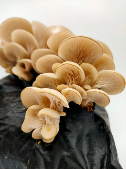 Mushroom Growing Kit White Elm Oyster Gift Option
