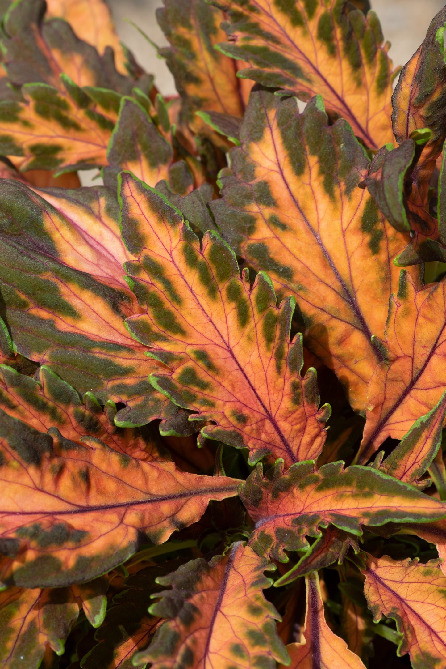 Coleus Coral Candy Seeds