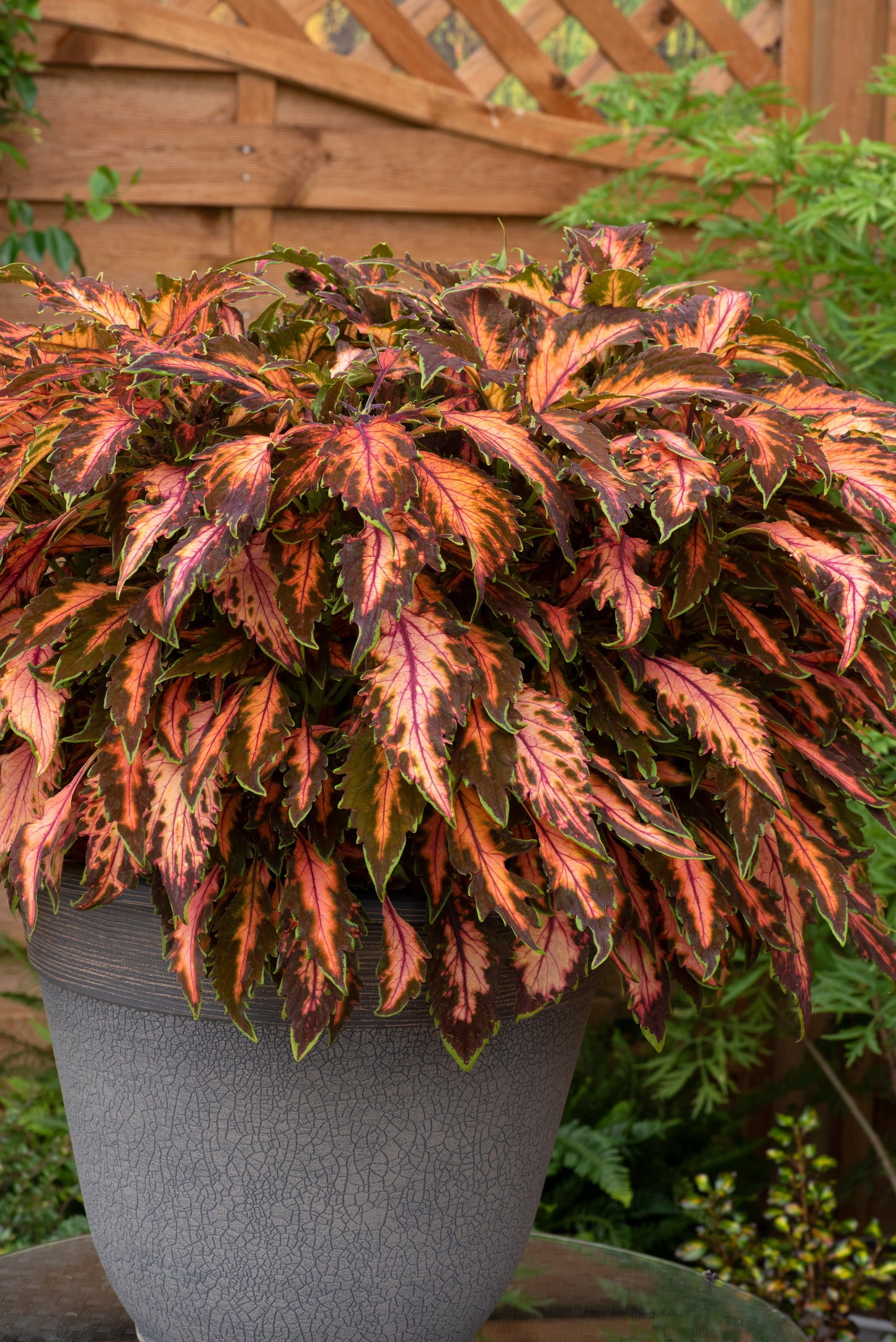 Coleus Coral Candy Seeds