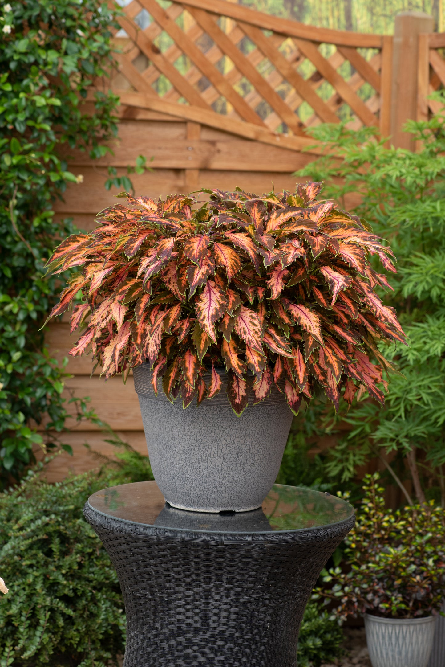 Coleus Coral Candy Seeds