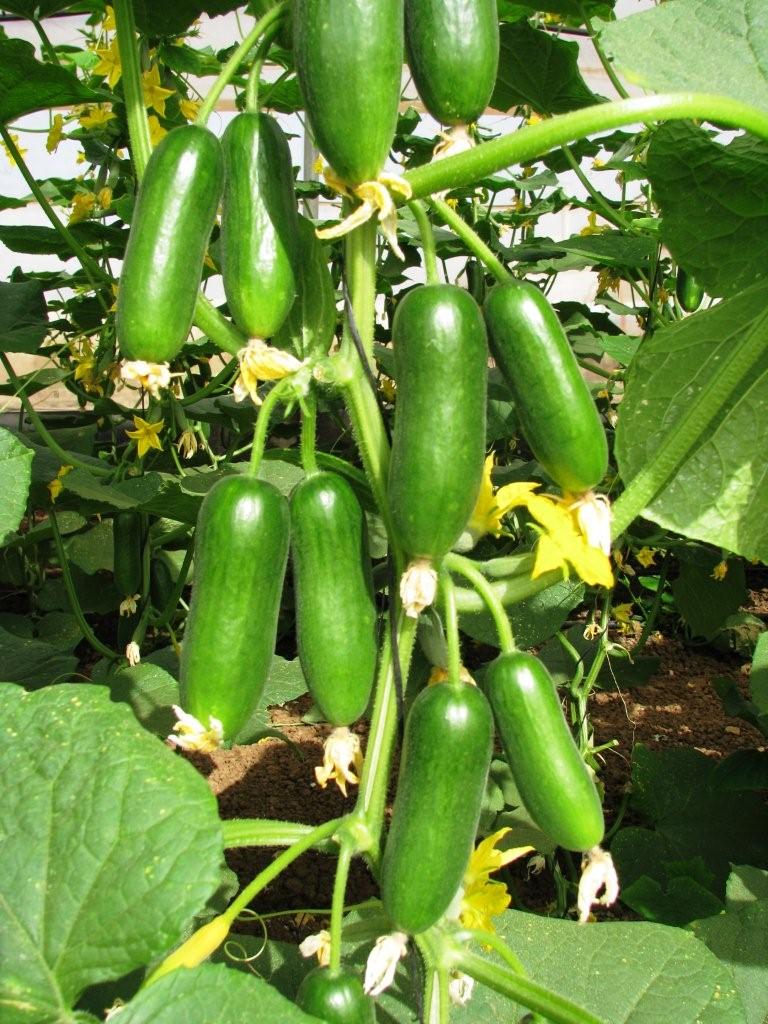Cucumber Mini Munch F1 Hybrid Seeds