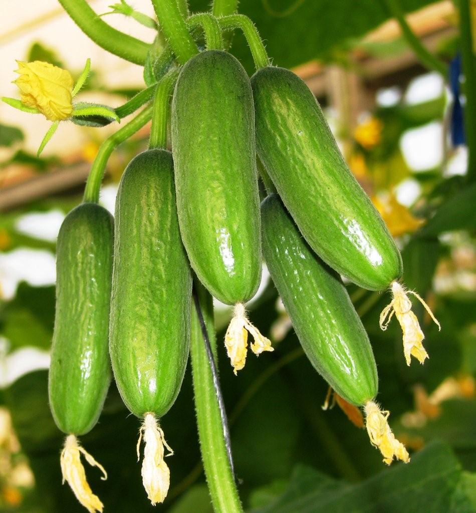 Cucumber Mini Munch F1 Hybrid Seeds