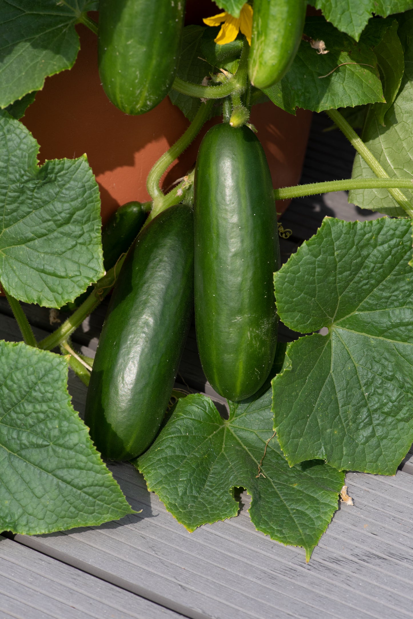 Cucumber Minicrisp Seeds