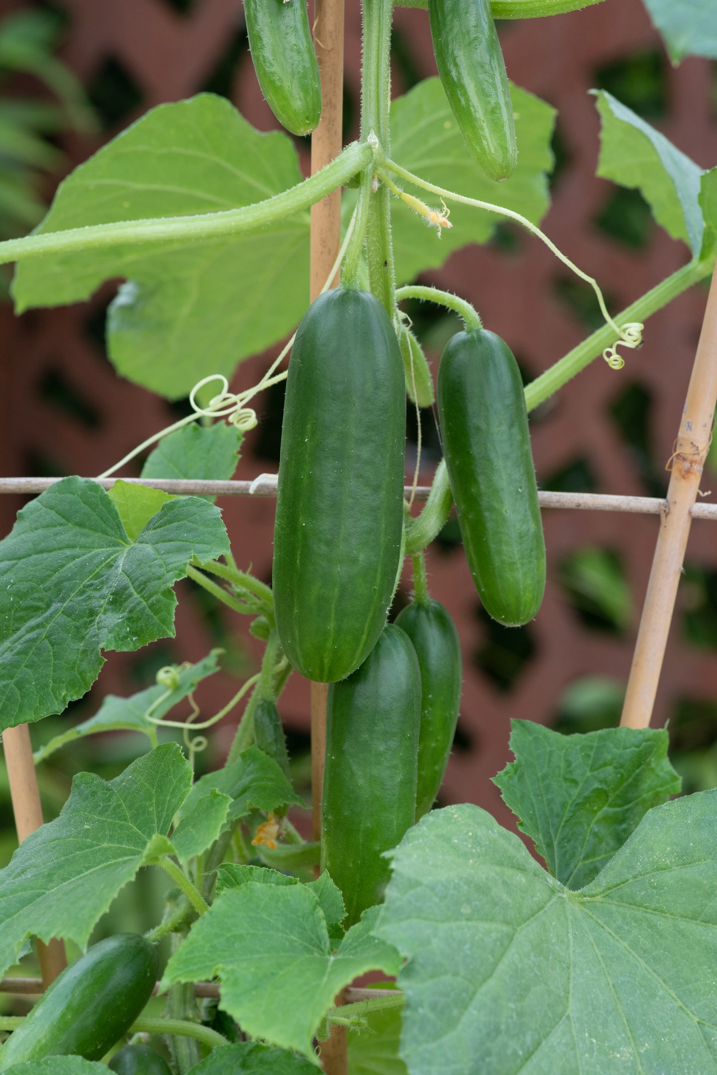 Cucumber Minicrisp Seeds