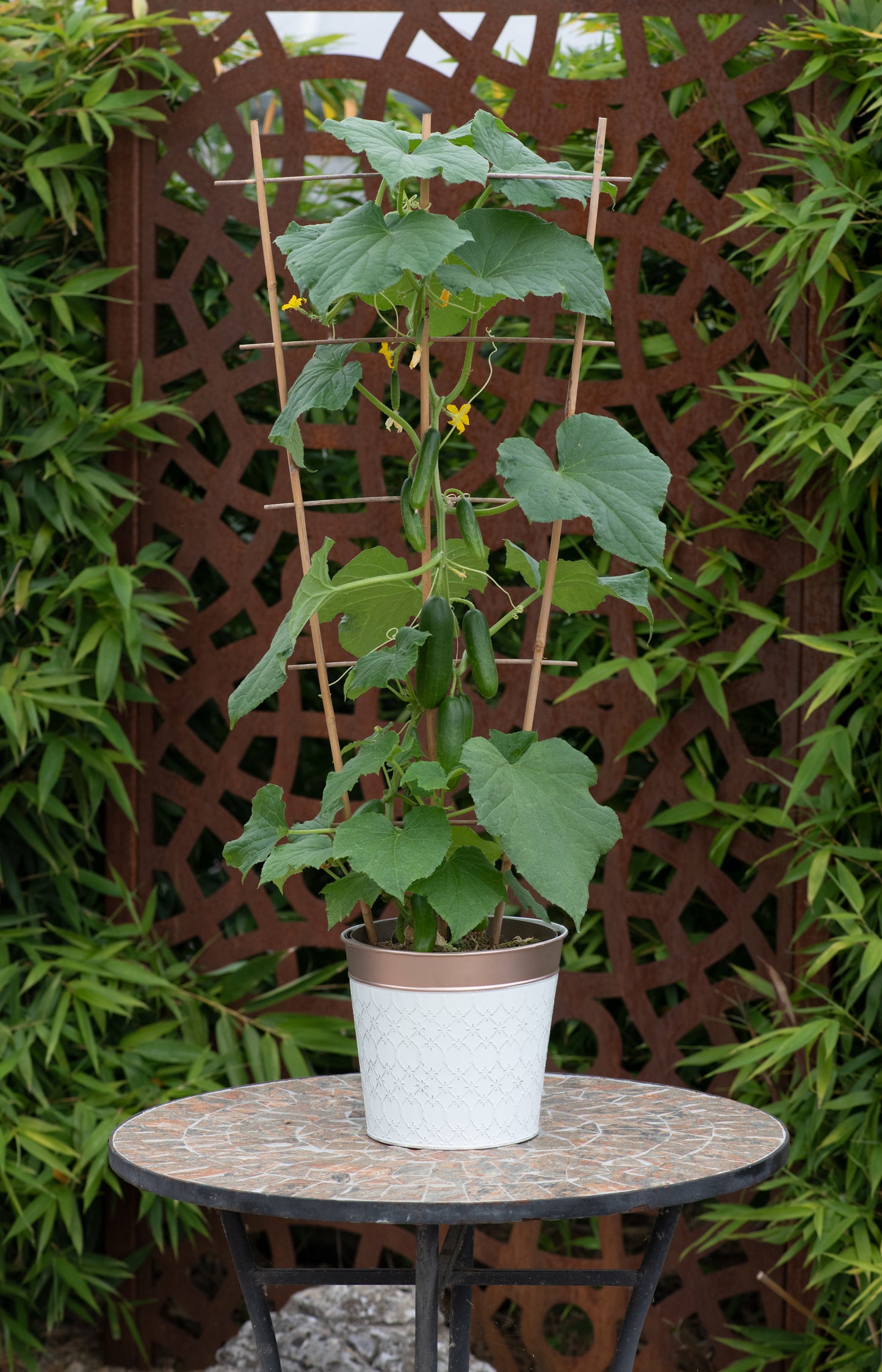 Cucumber Minicrisp Seeds