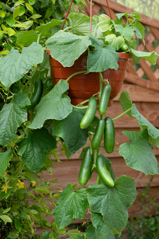 Cucumber Quick Snack Seeds - Perfect for Pots and Patio