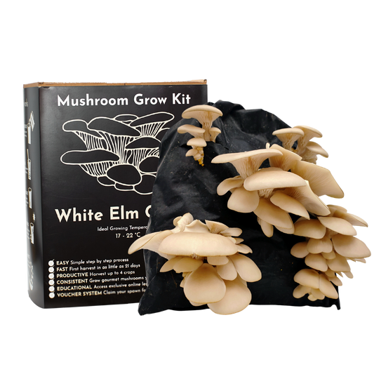 Mushroom Growing Kit - White Elm Oyster - Gift Option