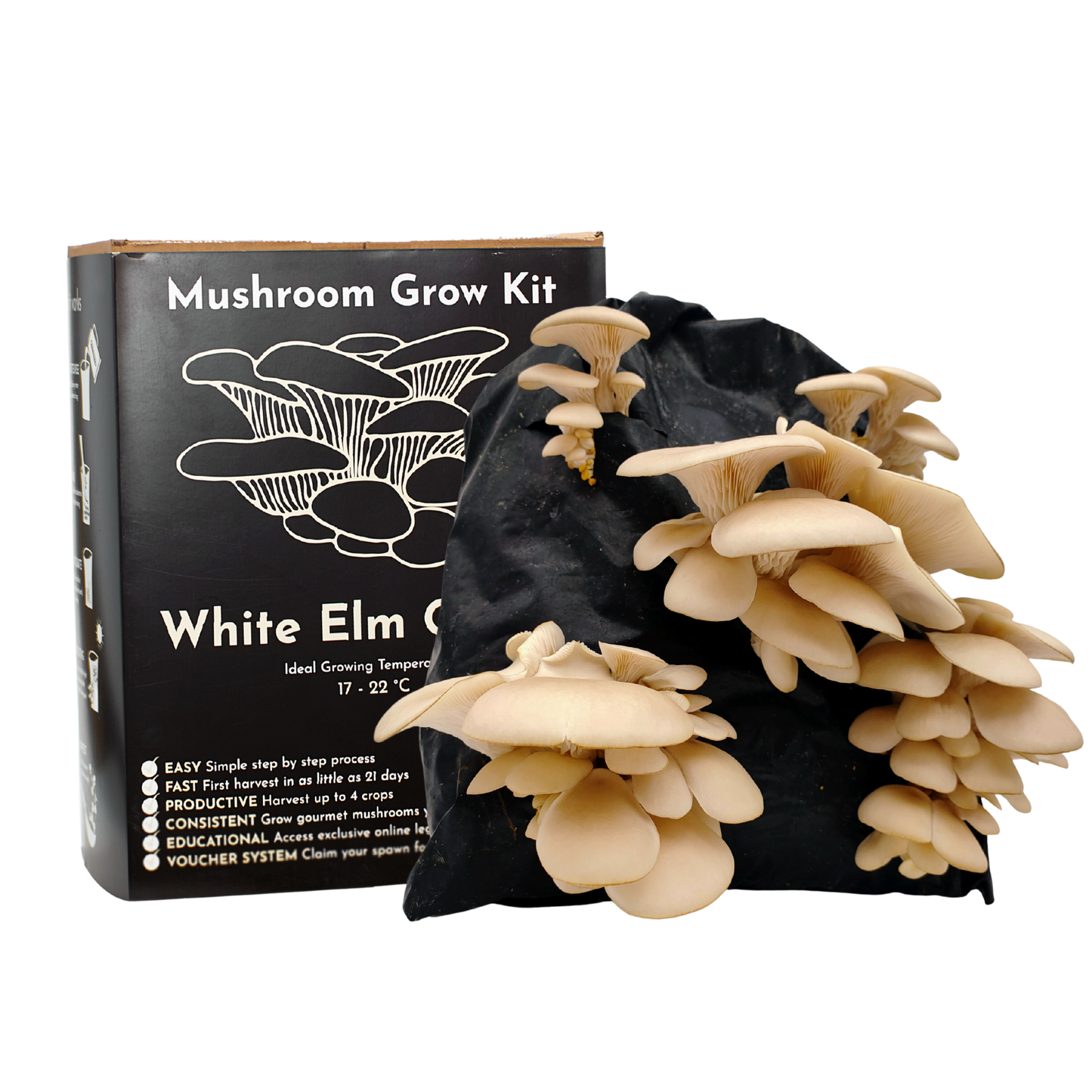 Mushroom - White Elm Oyster - Growing Kit