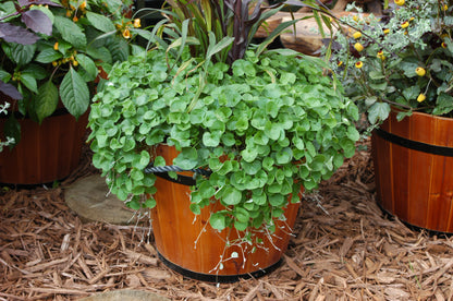 Dichrondra Emerald Falls Seeds