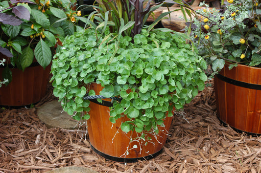 Dichrondra Emerald Falls Seeds