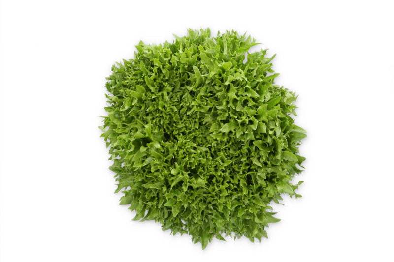 Lettuce Salanova Exframe RZ (79-IN1004) Seeds