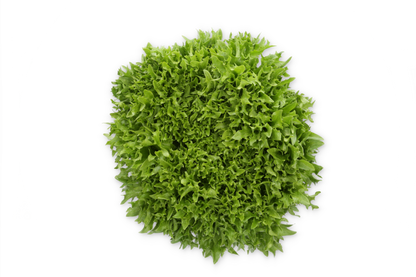 Lettuce Salanova Exframe RZ (79-IN1004) Seeds
