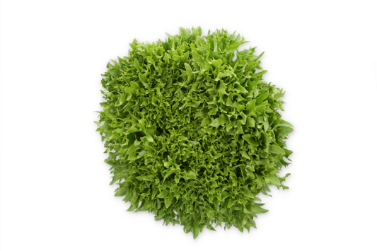 Lettuce Salanova Exframe RZ (79-IN1004) Seeds