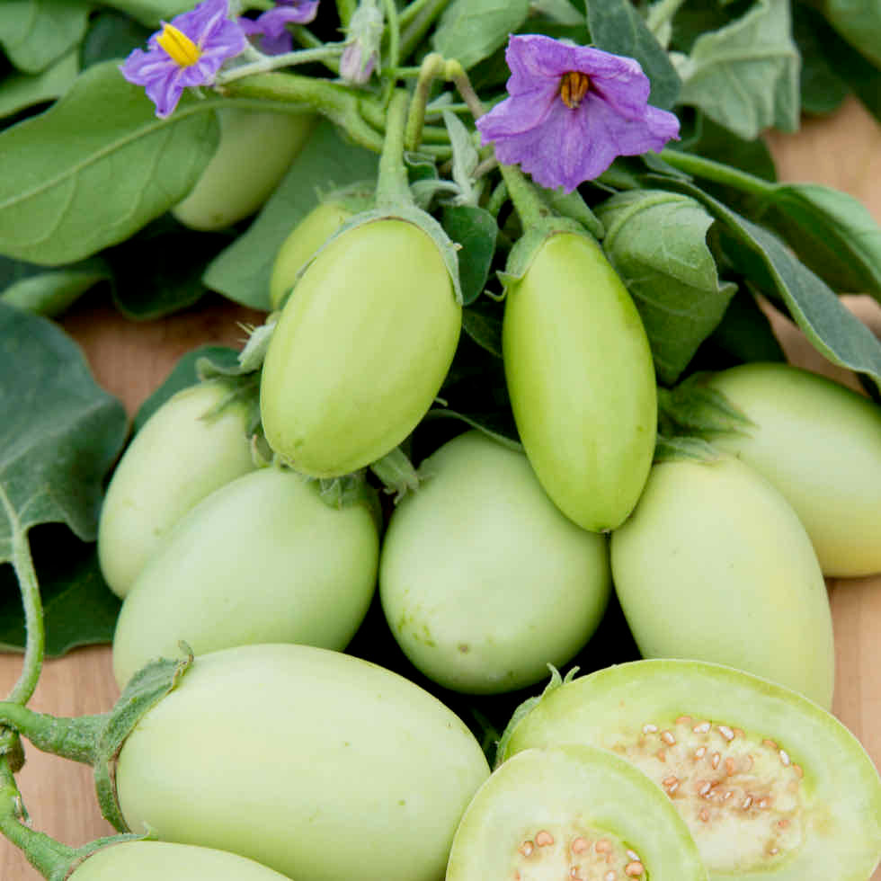 Aubergine Jewel Jade Seeds – Compact Patio Variety with Green Fruits