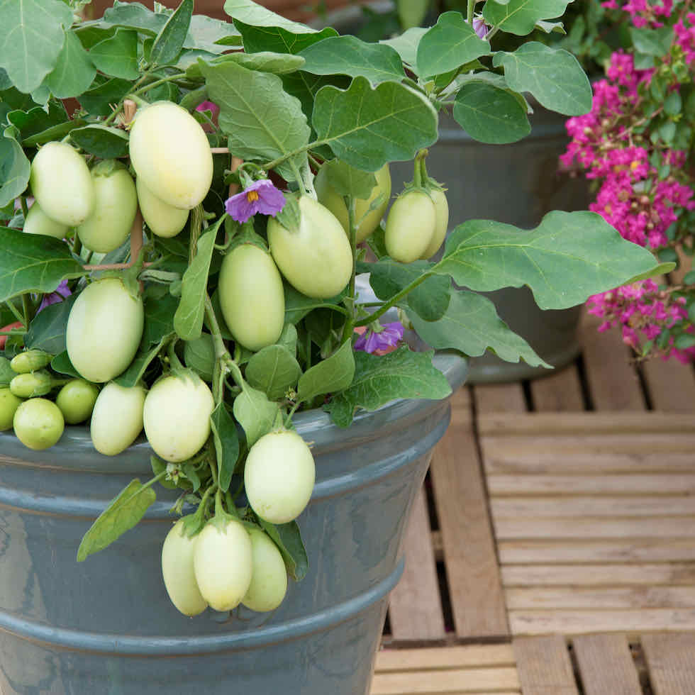 Aubergine Jewel Jade Seeds – Compact Patio Variety with Green Fruits