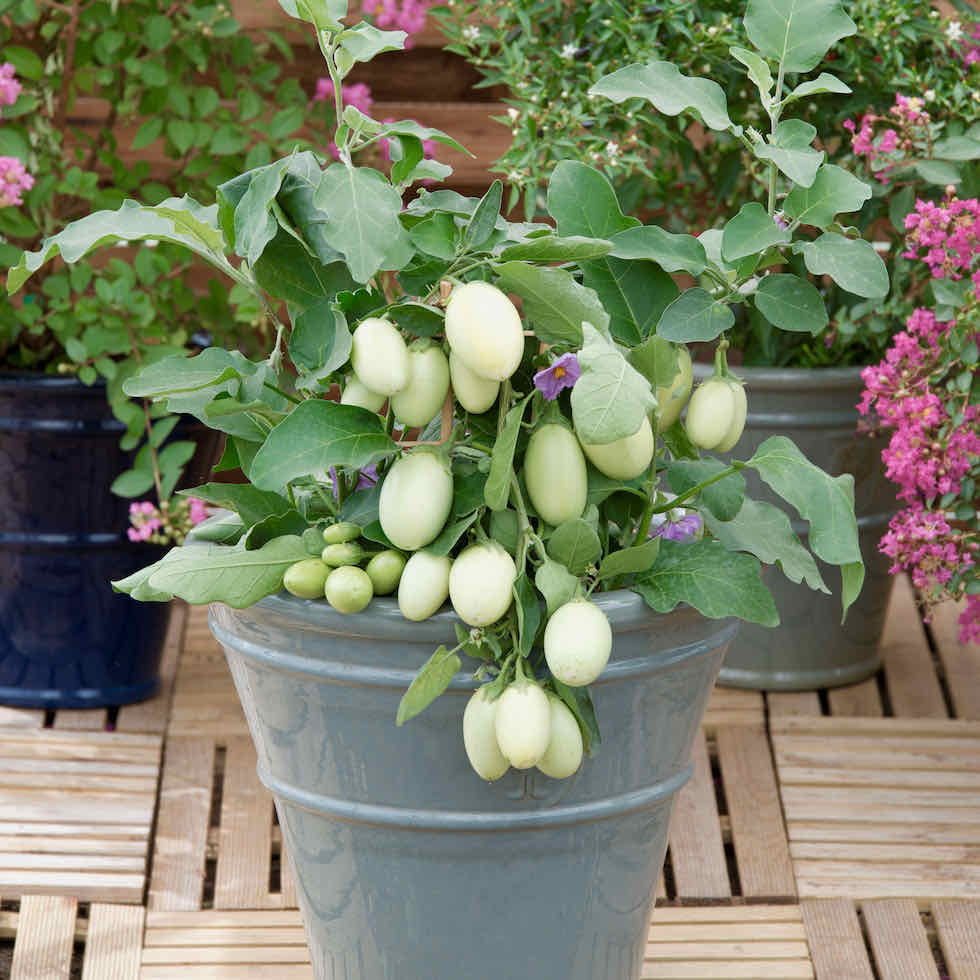 Aubergine Jewel Jade Seeds – Compact Patio Variety with Green Fruits