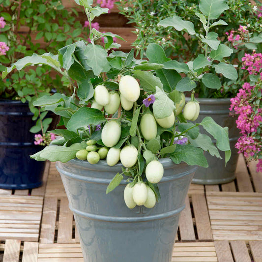 Aubergine Jewel Jade Seeds – Compact Patio Variety with Green Fruits