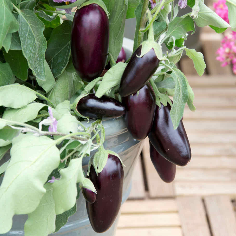 Aubergine Jewel Jet Seeds - Compact Patio Variety with Black Fruits