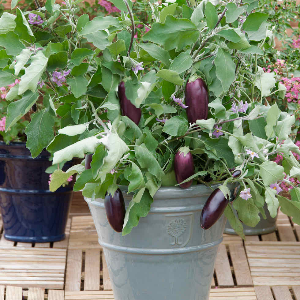 Aubergine Jewel Jet Seeds - Compact Patio Variety with Black Fruits