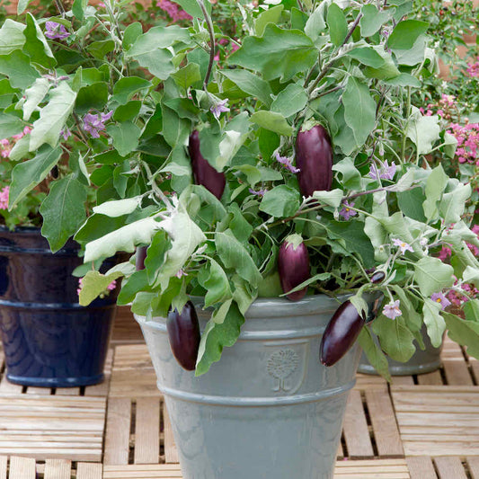Aubergine Jewel Jet Seeds - Compact Patio Variety with Black Fruits