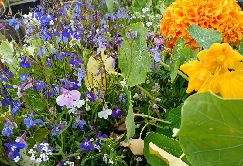 I want beautiful flowers