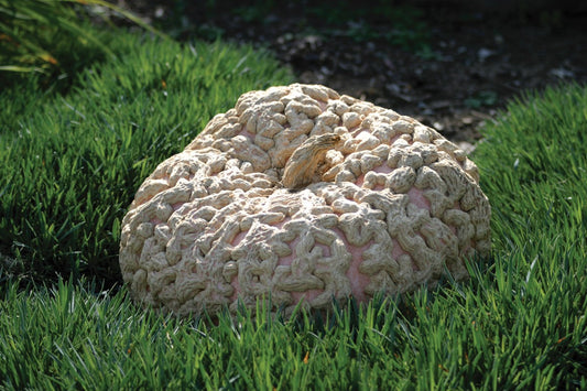 Squash Galeuse D'Eysines Seeds