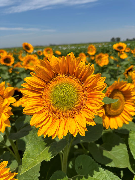Sunflower ProCut Gold Lite Seeds | Pollenless Cut Flower Variety