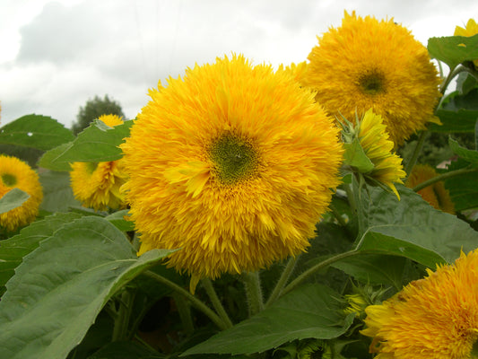 Sunflower Superted F1 Seeds – Pollen-Free Double Cut Flower