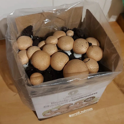 Chestnut Mushroom Growing Kit by Merryhill
