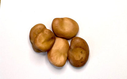 Broad Bean Aquadulce Claudia Seeds