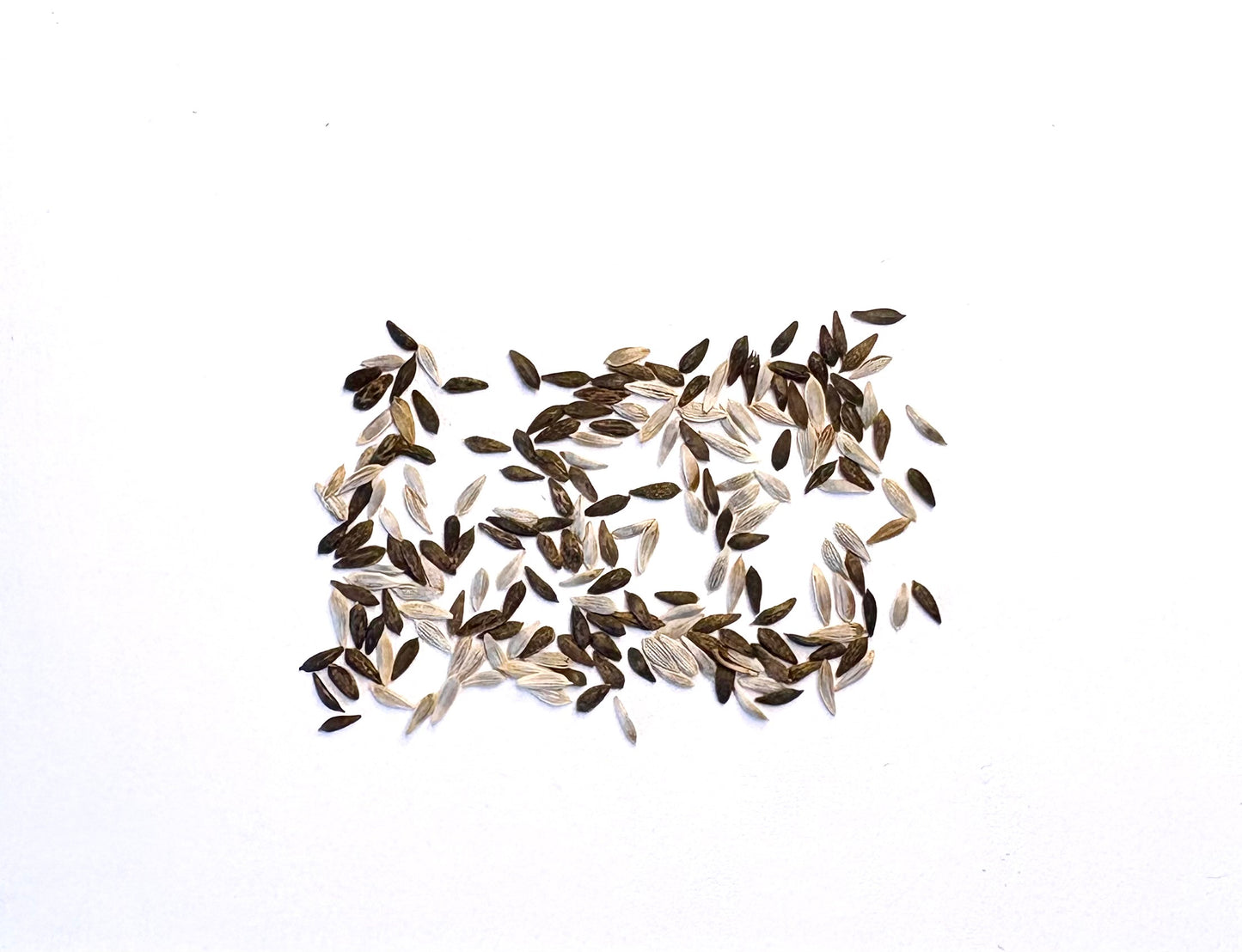 Lettuce Mixed Seeds - Baby Leaf Salad Leaves