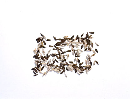Lettuce Mixed Seeds - Baby Leaf Salad Leaves