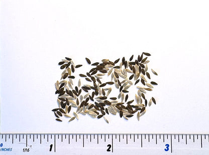 Lettuce Mixed Seeds - Baby Leaf Salad Leaves