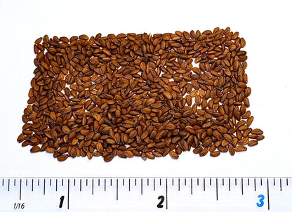 Cress Common Plain Seeds – Fast Growing Large Leaf Variety