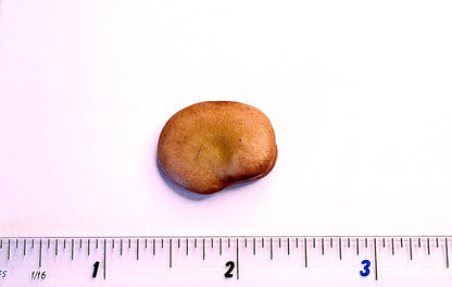 Broad Bean Aquadulce Claudia Seeds