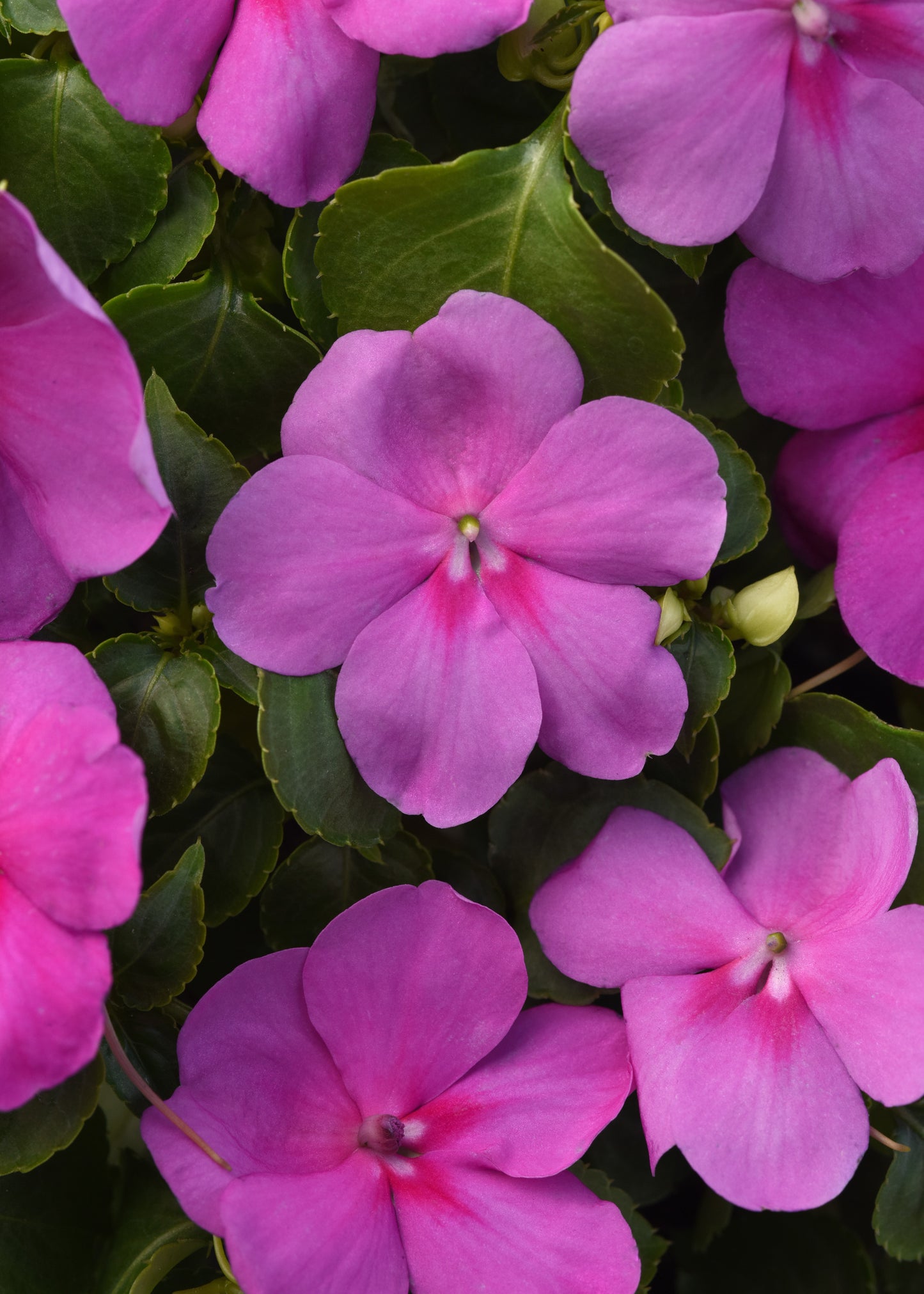 Impatiens (Busy Lizzie) Beacon Blue Pearl Seeds