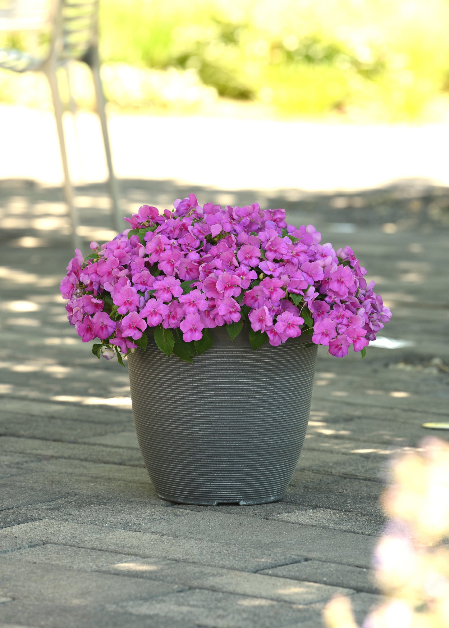 Impatiens (Busy Lizzie) Beacon Blue Pearl Seeds