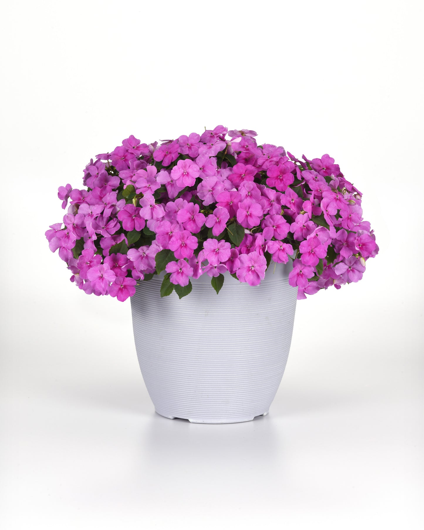 Impatiens (Busy Lizzie) Beacon Blue Pearl Seeds